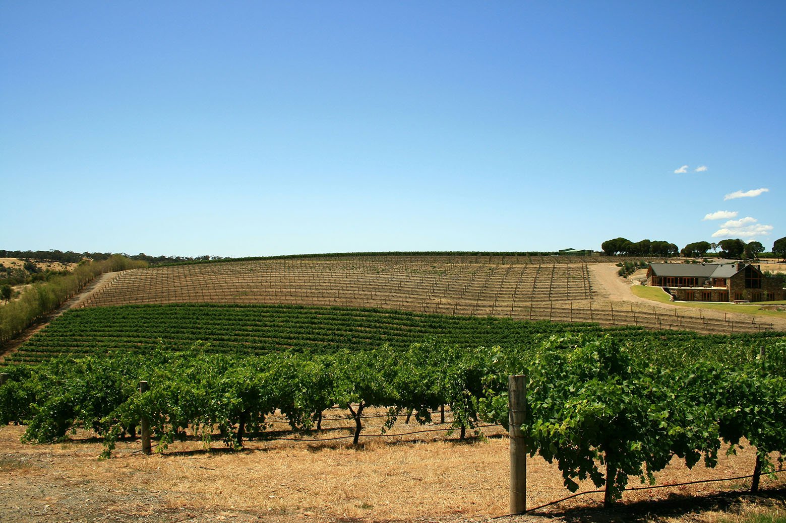 barossavalley-vinyards-southaustralia