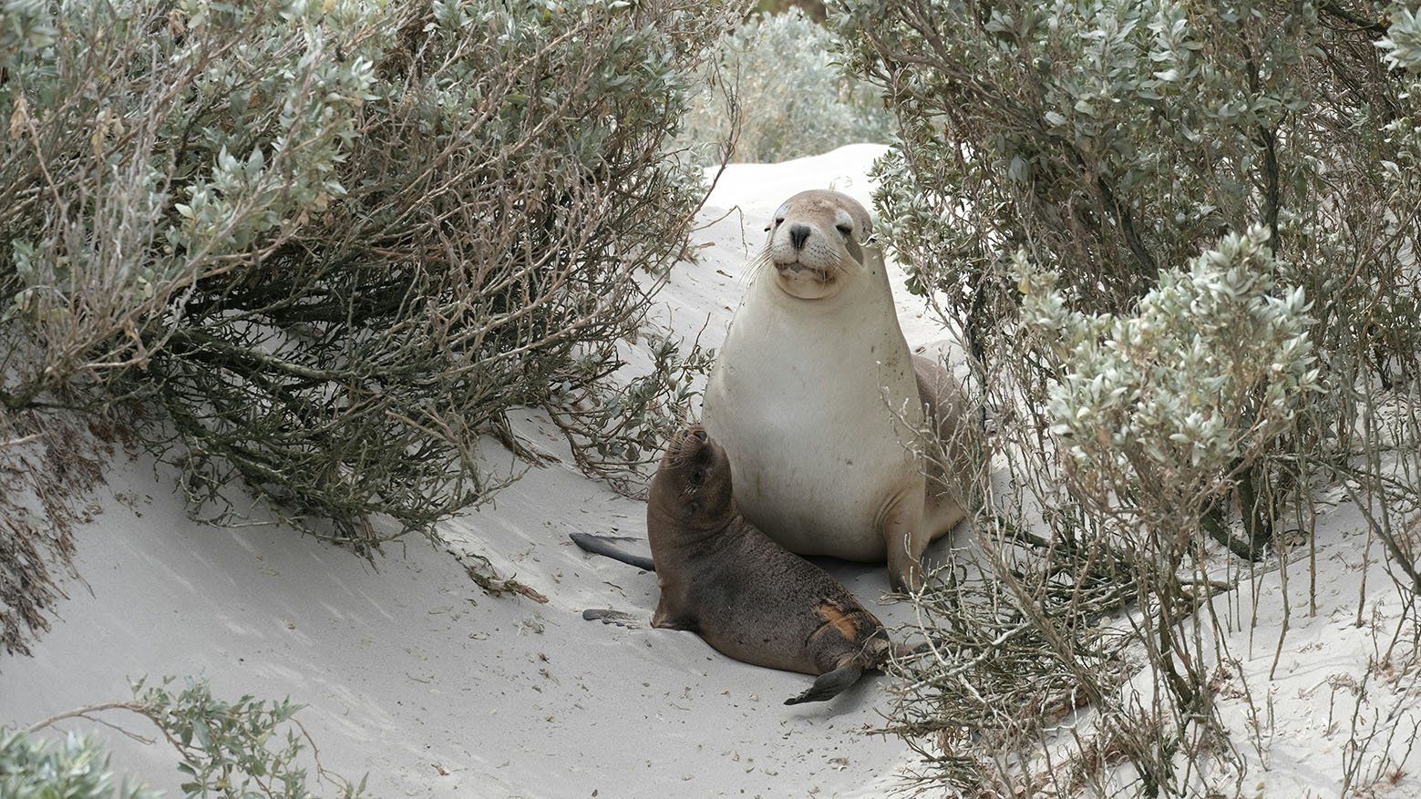 seals-kangarooisland-southaustralia